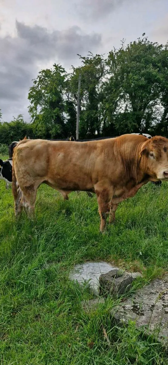 Limousin bull - Image 3