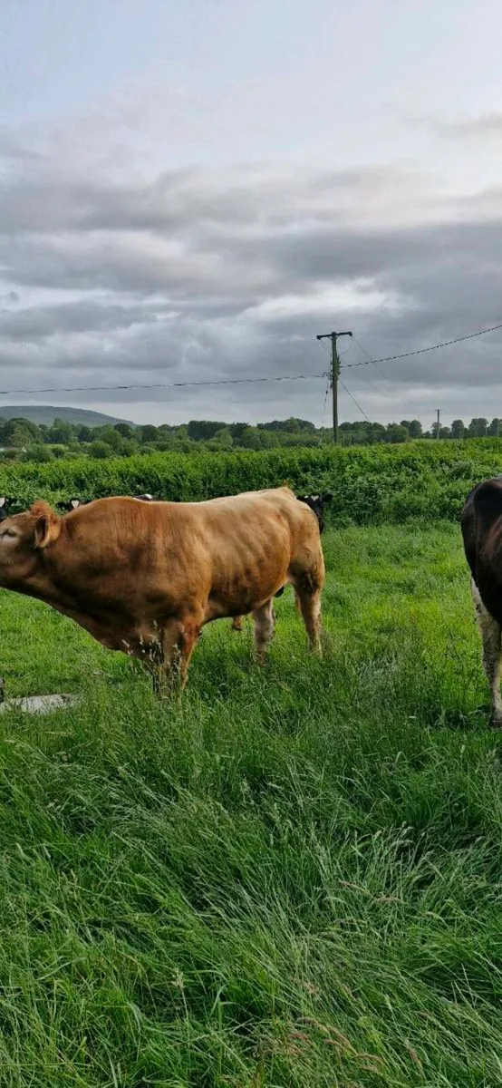 Limousin bull - Image 4