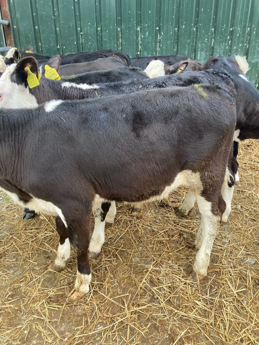 SUPER QUALITY HEX/AA BULL WEANLINGS - Image 3