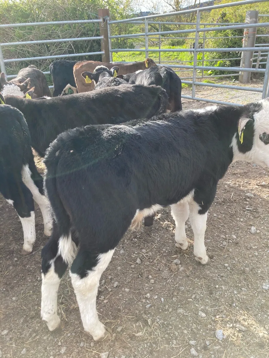 SUPER QUALITY HEX/AA BULL WEANLINGS - Image 1