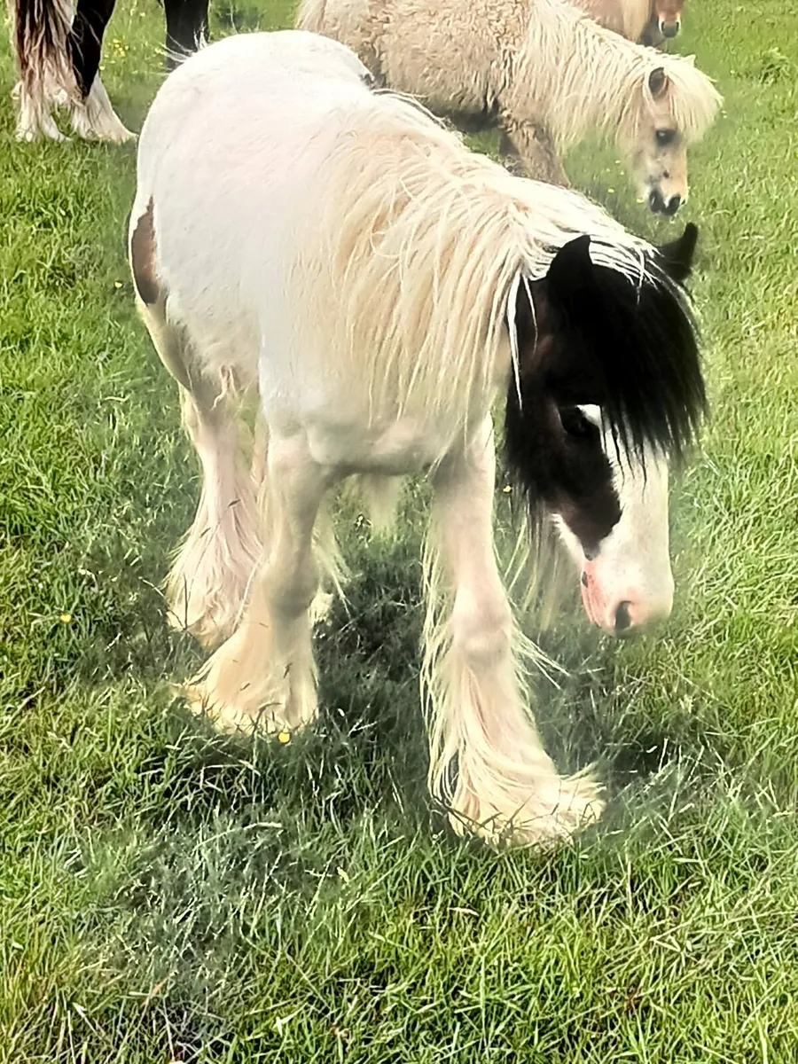 Hairy little filly....10months old...... - Image 1