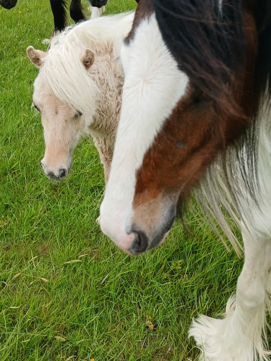 Hairy little filly....10months old...... - Image 2