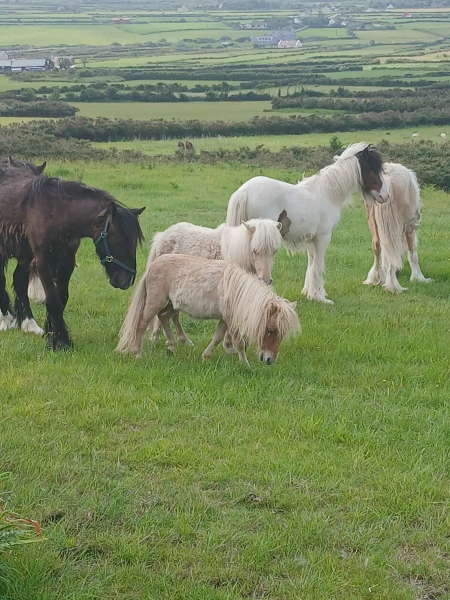 Hairy little filly....10months old...... - Image 4