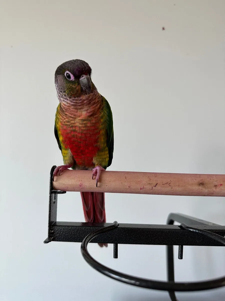 Green cheek conure parrot - Image 1
