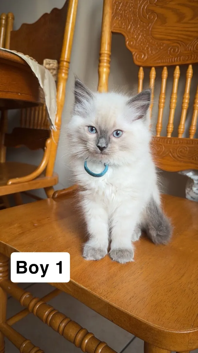 Ragdoll Kittens - Image 1