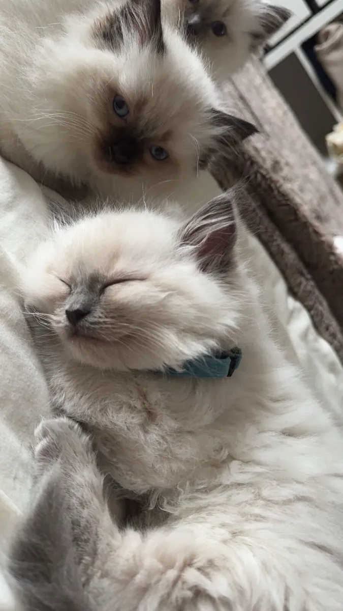 Ragdoll Kittens - Image 2