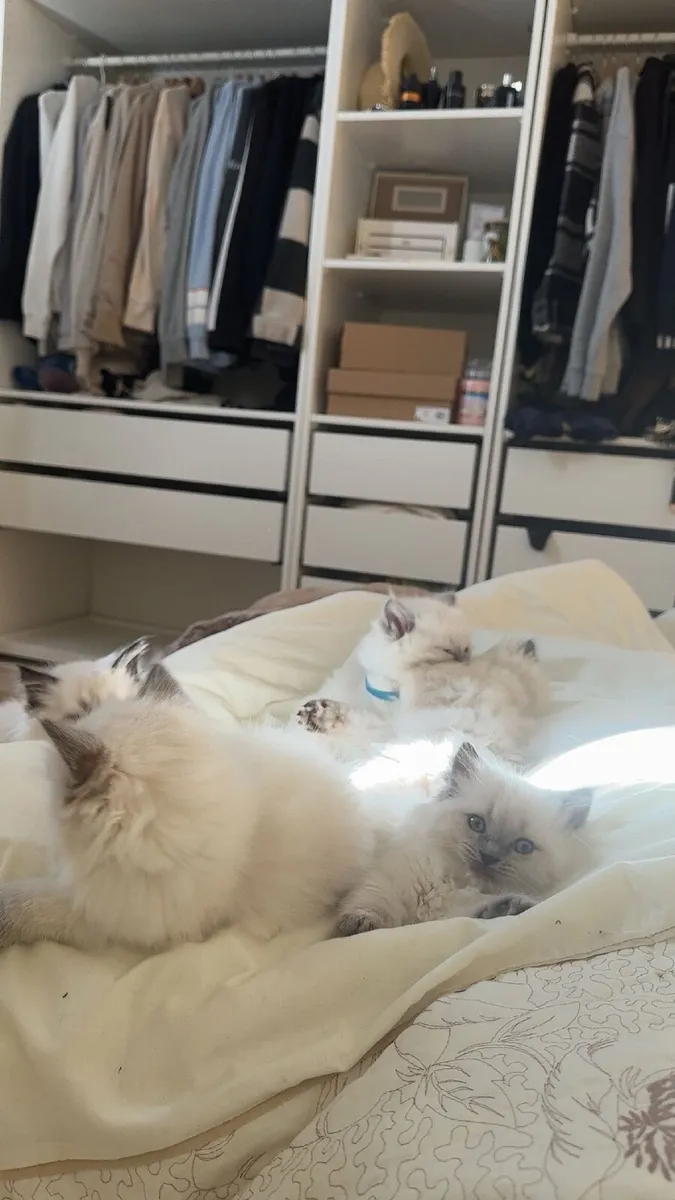 Ragdoll Kittens - Image 3