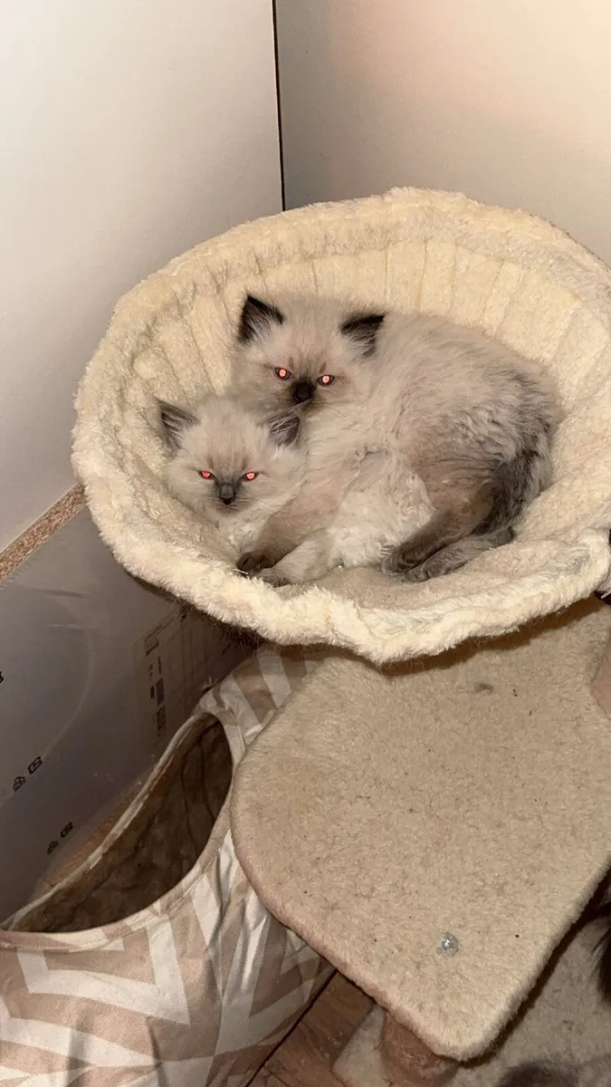 Ragdoll Kittens - Image 4