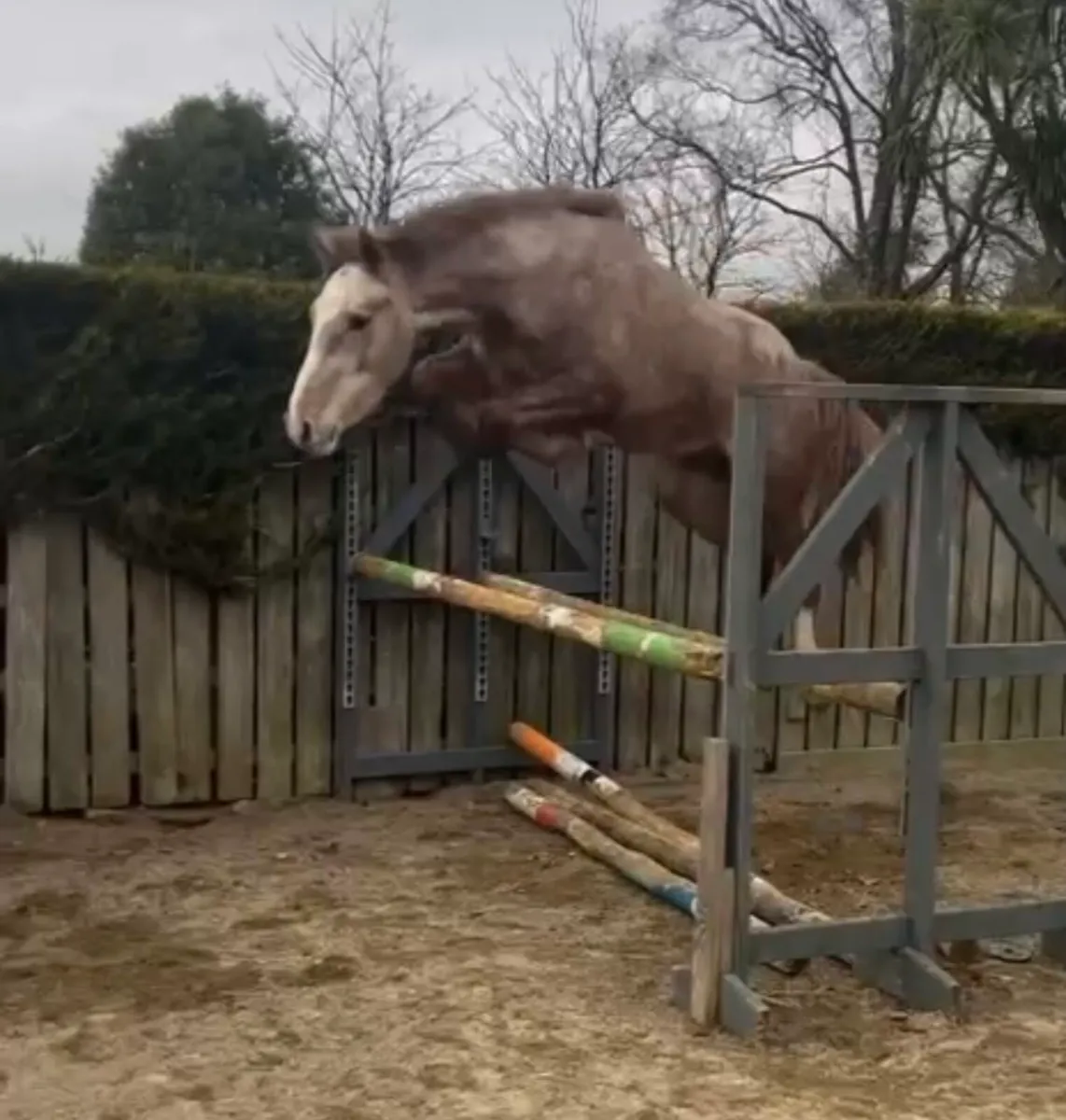 For Sale 3yr Old Gelding - Image 1