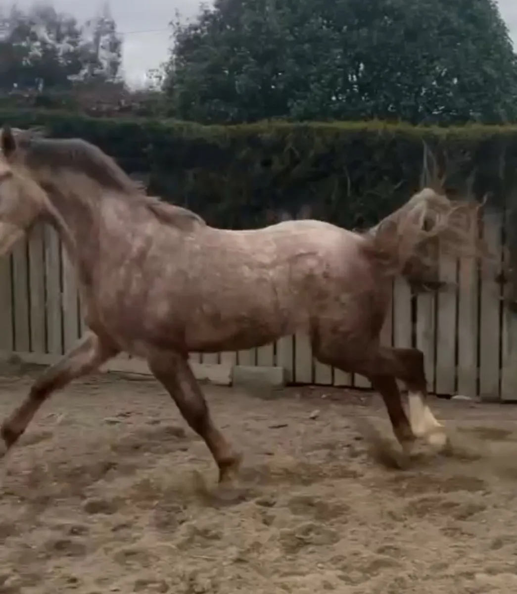 For Sale 3yr Old Gelding - Image 2