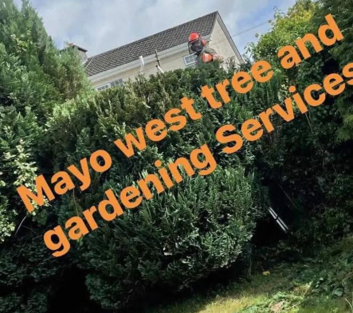 Mayo west Tree and gardening services - Image 2