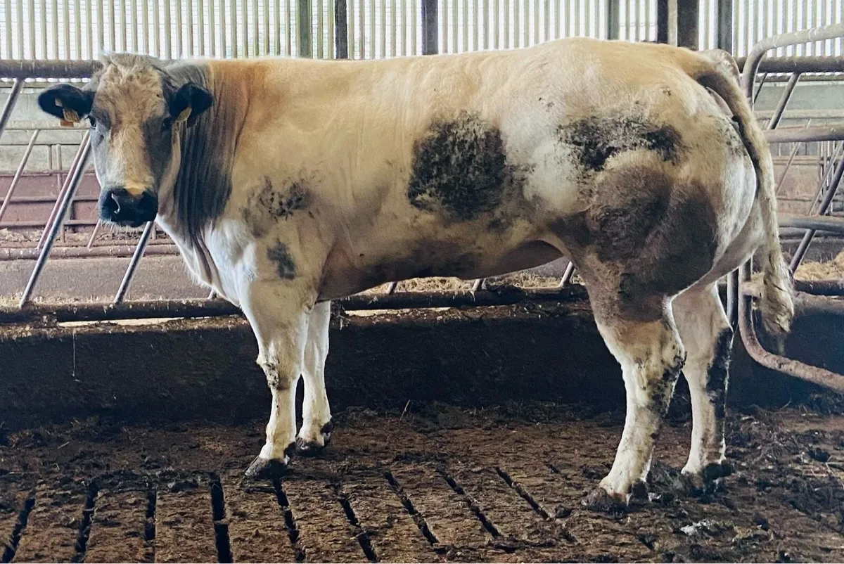 Roscrea Mart Next Friday 6th June - Image 1
