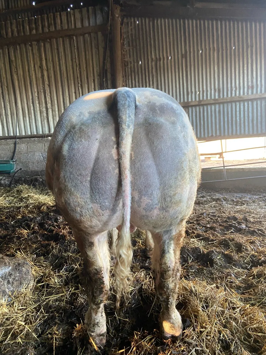 Roscrea Mart Next Friday 6th June - Image 4