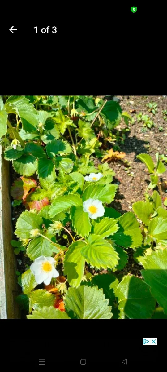 Wexford strawberry organic plants, ready for plant - Image 1