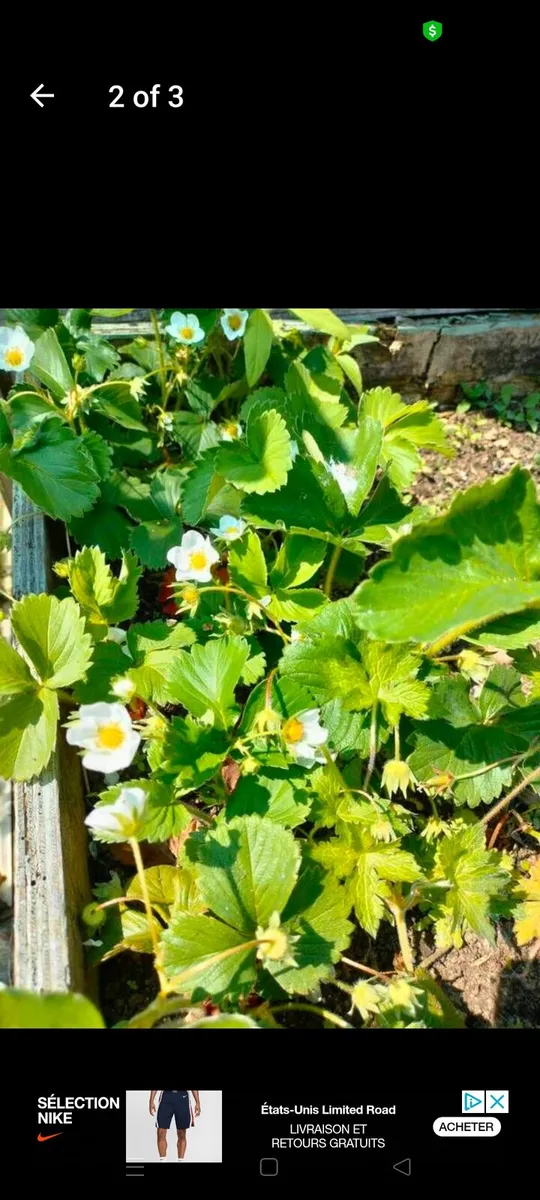 Wexford strawberry organic plants, ready for plant - Image 3
