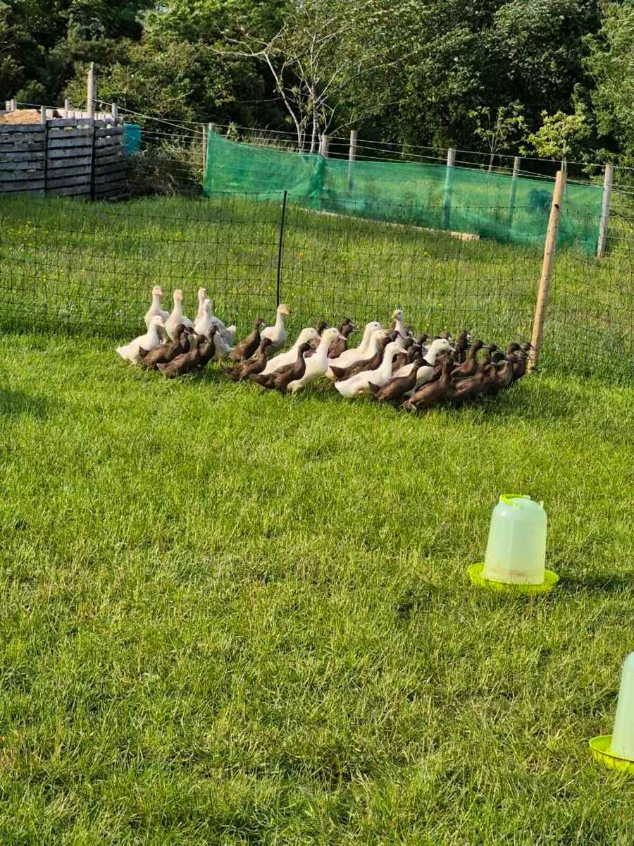 Ducks and pullets For Sale