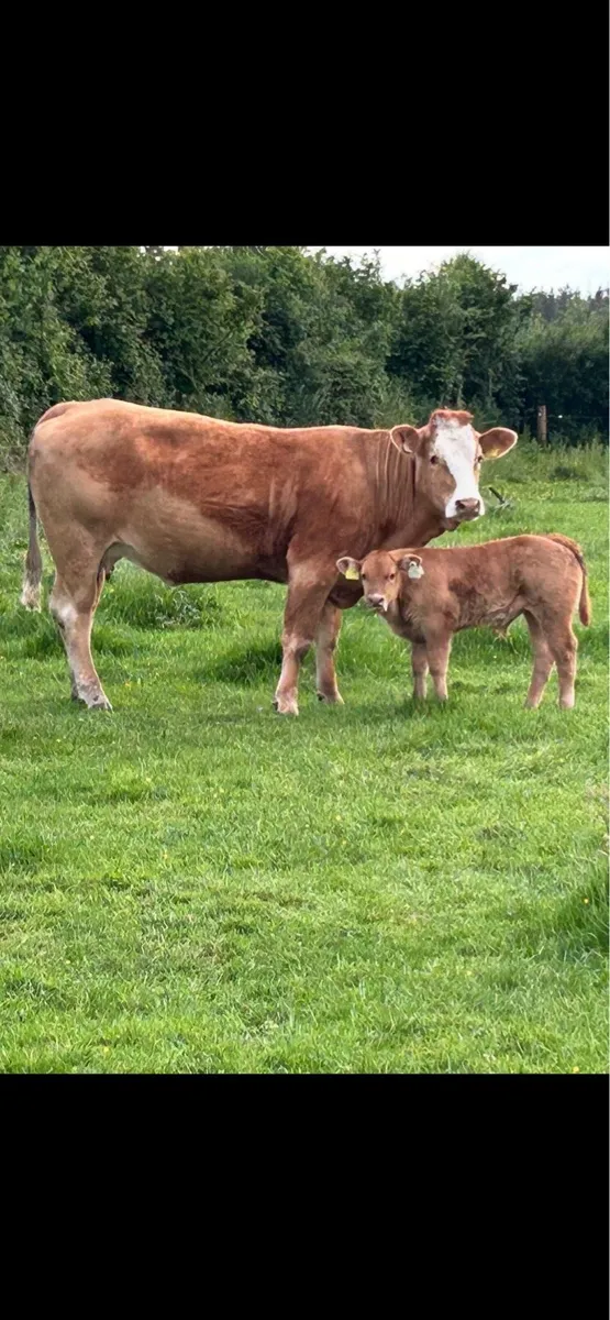2 super limousine cows and calf’s - Image 2