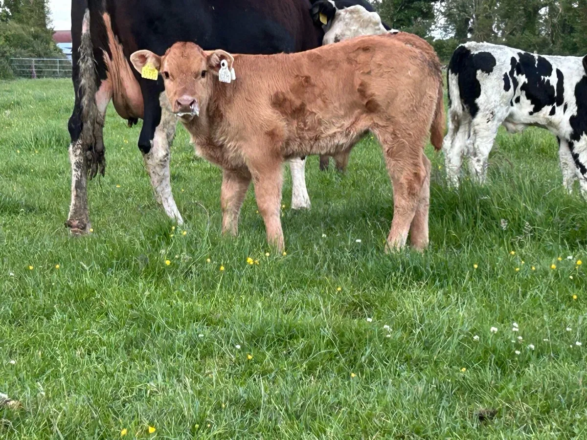 2 super limousine cows and calf’s - Image 3