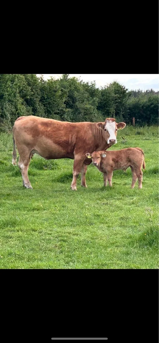 2 super limousine cows and calf’s - Image 4