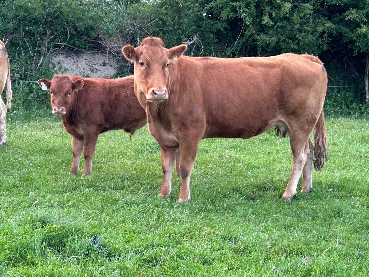 2 super limousine cows and calf’s - Image 1