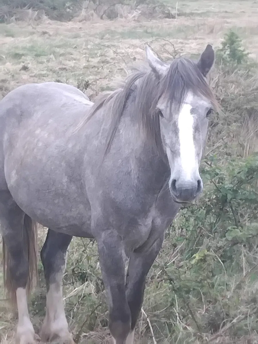 Colt - Image 1