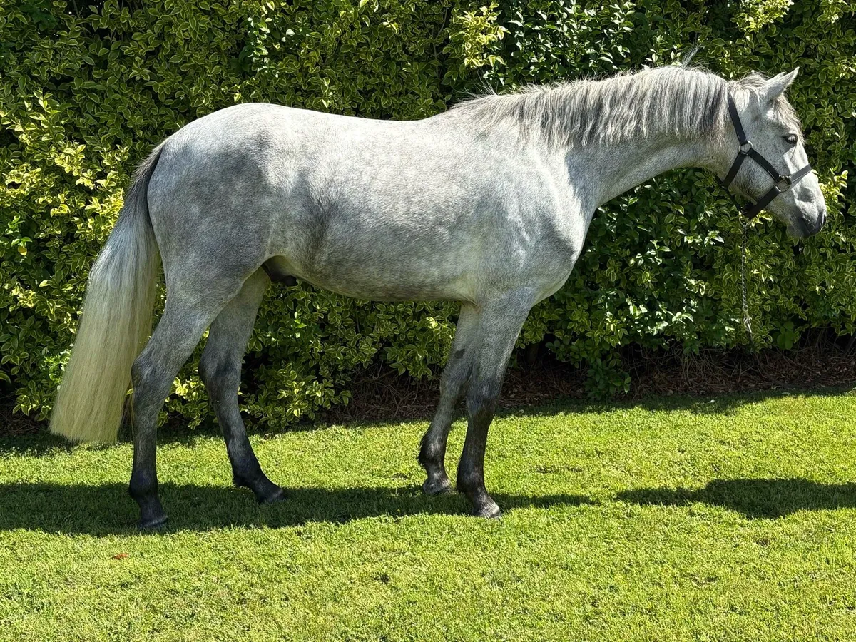 3yo unbroken Connemara ✨ - Image 1