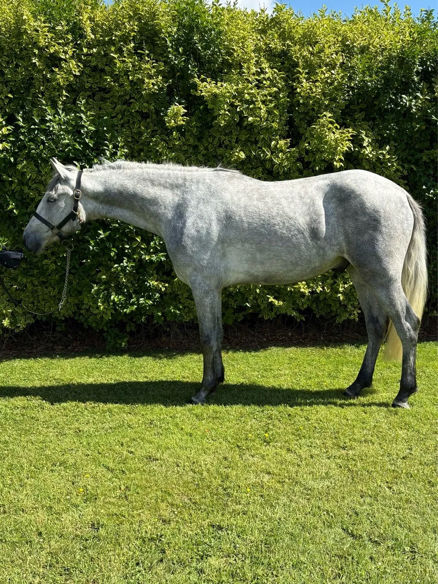 3yo unbroken Connemara ✨ - Image 2
