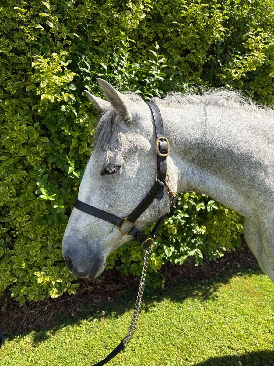 3yo unbroken Connemara ✨ - Image 3