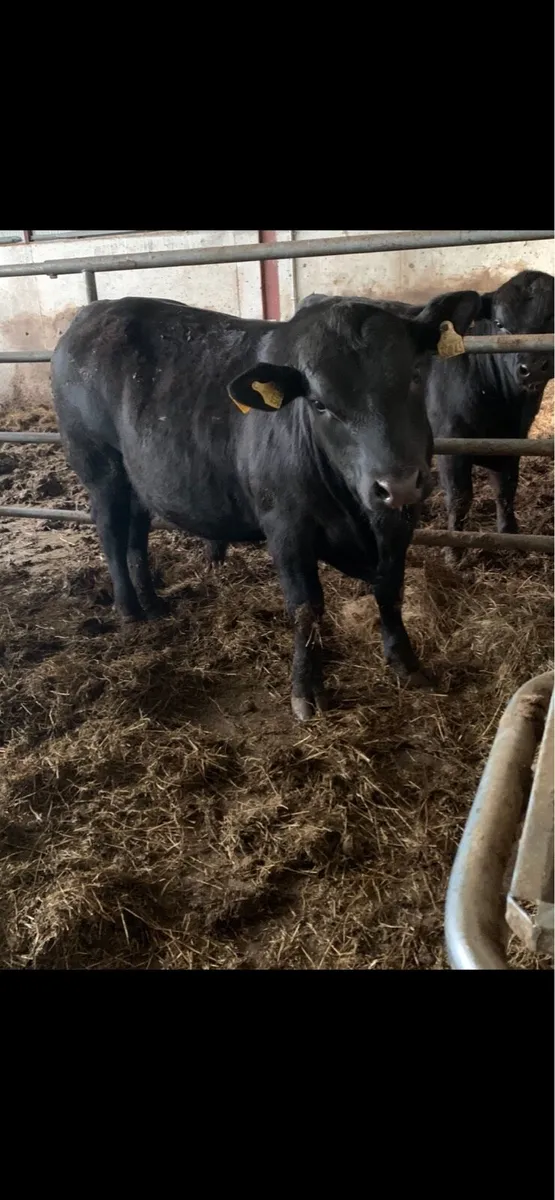 Pedigree Angus Bulls - Image 1