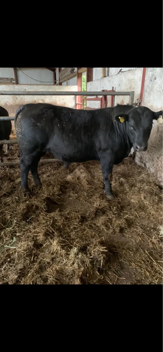 Pedigree Angus Bulls - Image 2
