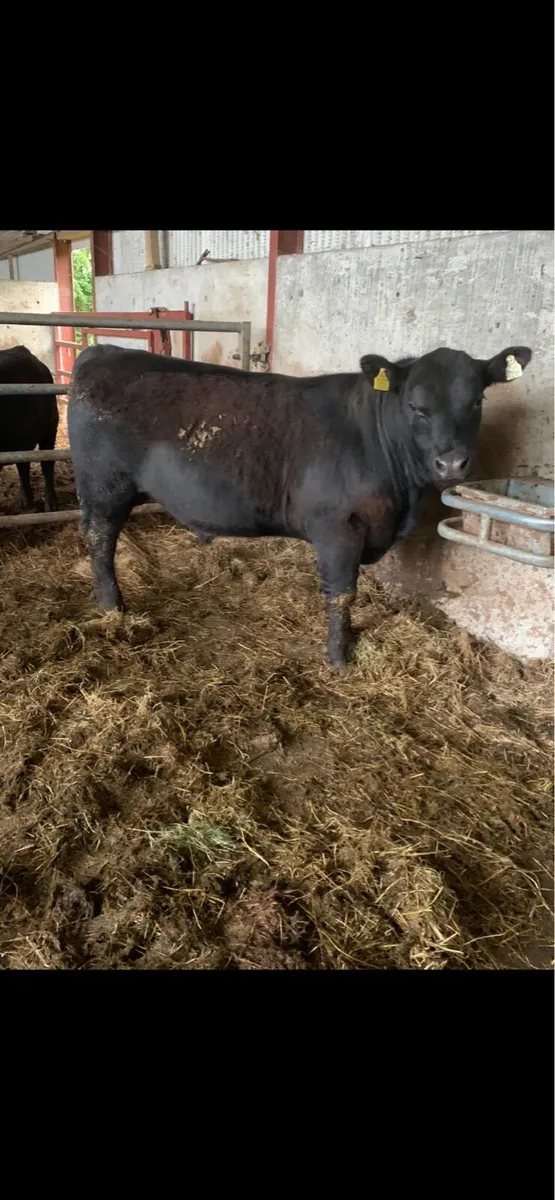 Pedigree Angus Bulls - Image 3