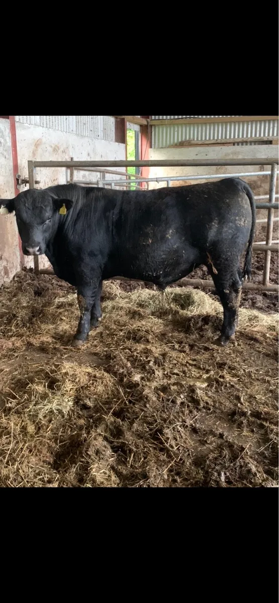 Pedigree Angus Bulls - Image 4