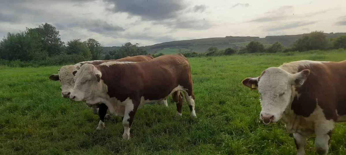 bulls - Image 4