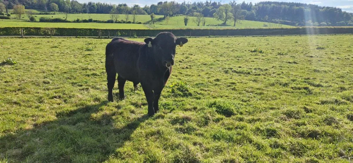 Pedigree Angus Bull - Image 1