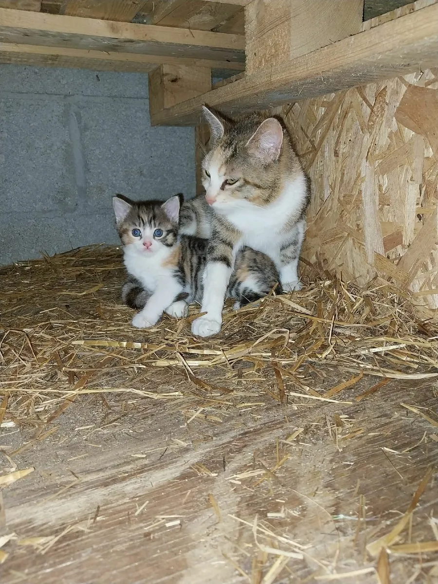 Kittens - Image 3