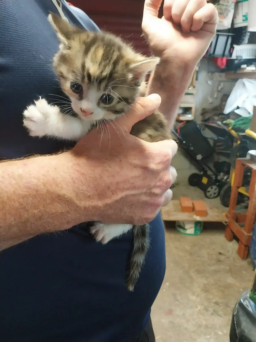 Kittens - Image 4