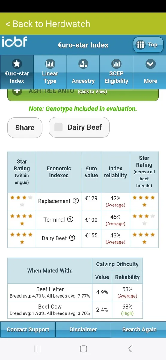 Pedigree Angus Bull - Image 2