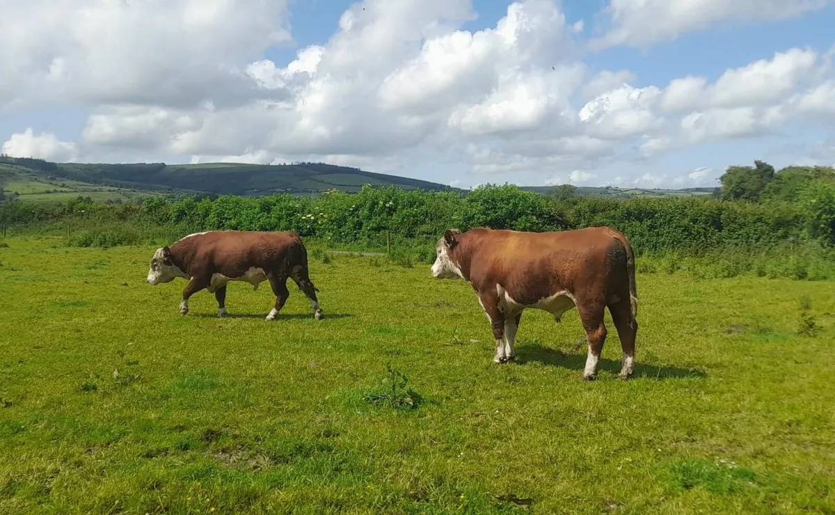 bulls - Image 1