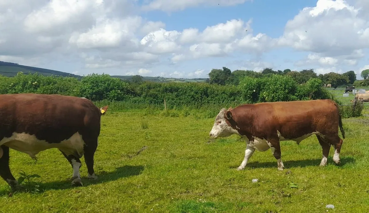 bulls - Image 2