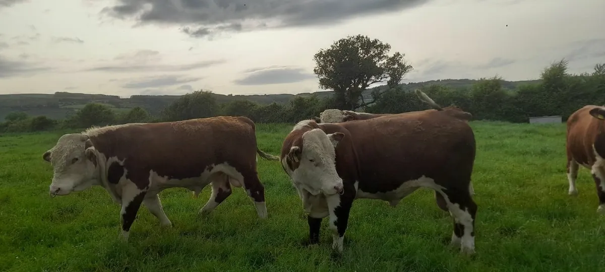 bulls - Image 3