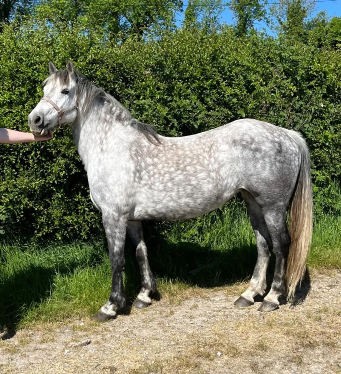 Connemara Mares - Image 2
