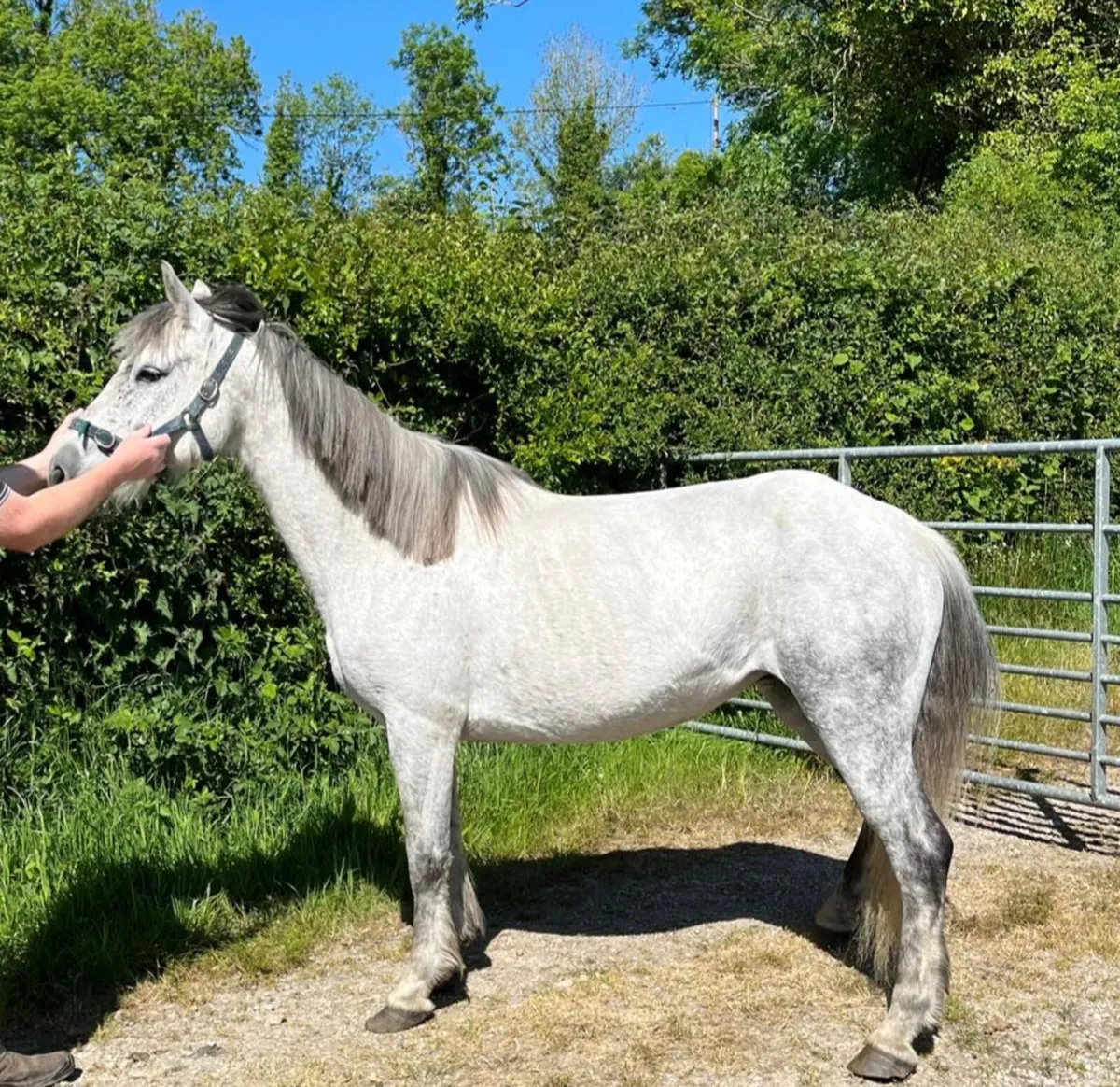 Connemara Mares - Image 3