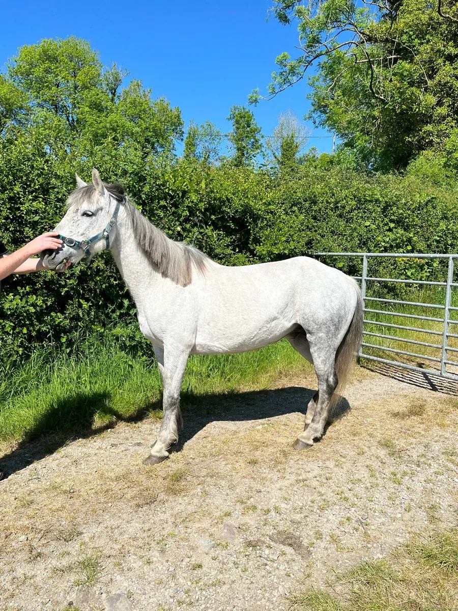 Connemara Mares - Image 4