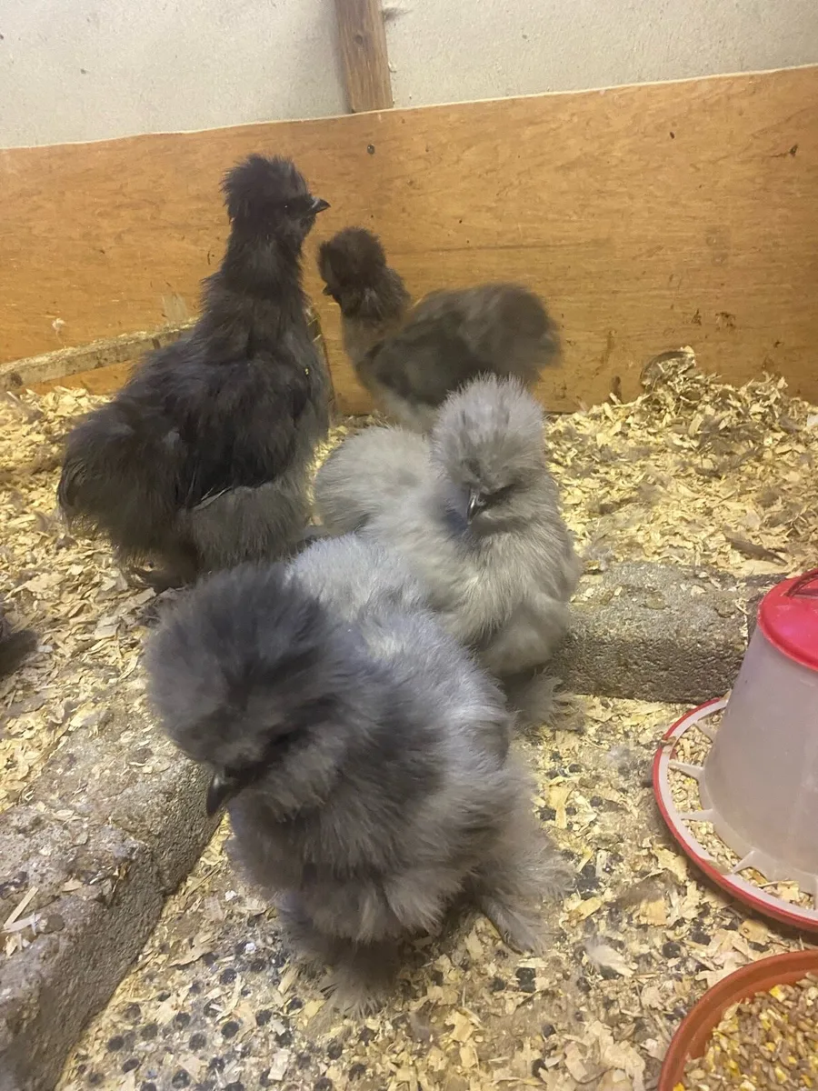USA Silkies - Image 1