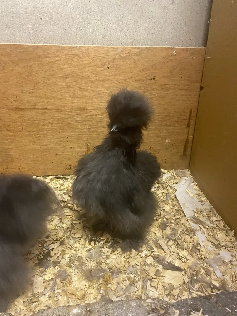 USA Silkies - Image 2