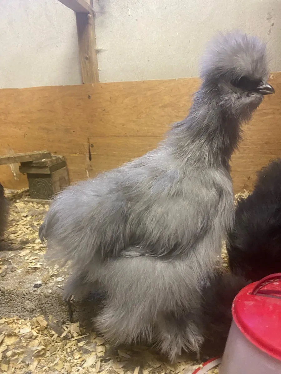 USA Silkies - Image 3