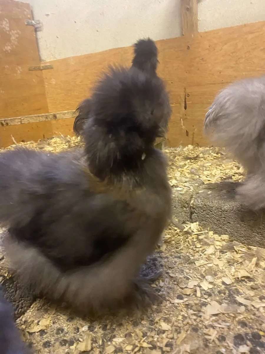 USA Silkies - Image 4