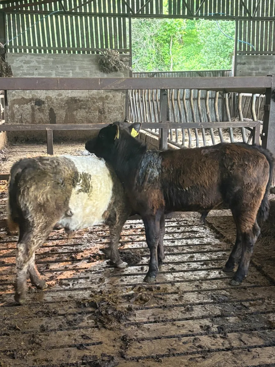 2 super bull weanlings - Image 1