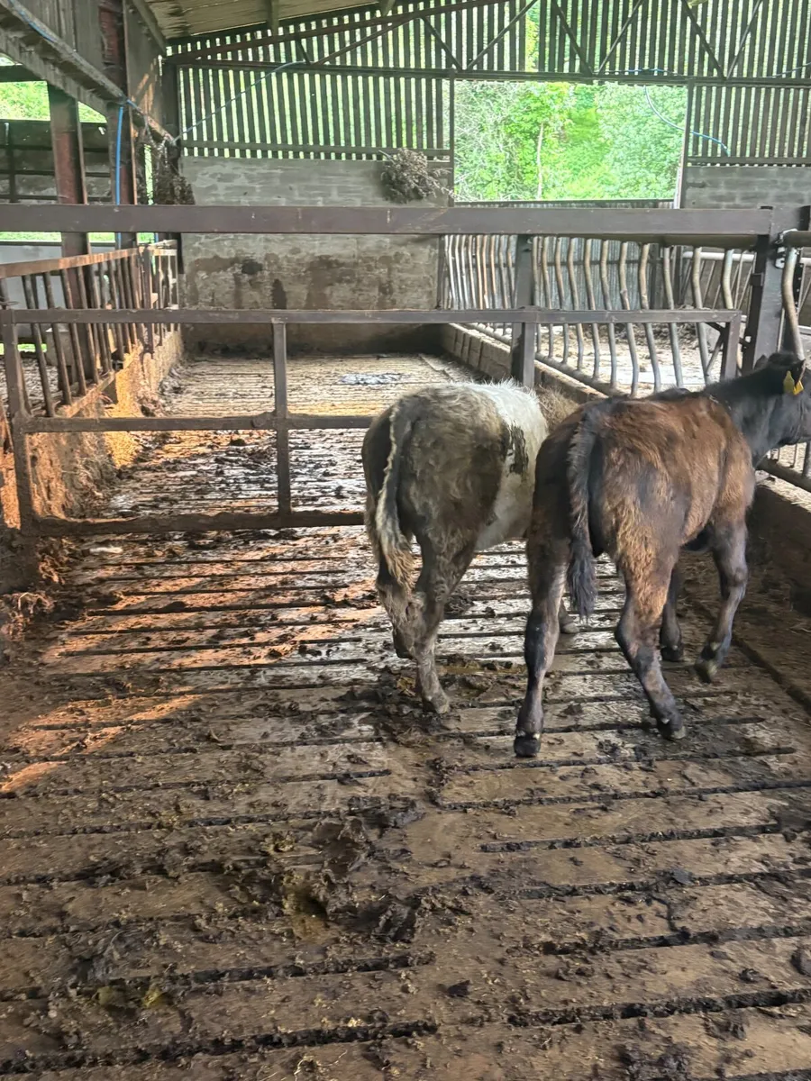 2 super bull weanlings - Image 2