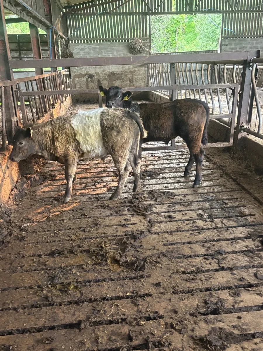 2 super bull weanlings - Image 3